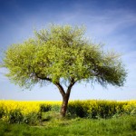 Tree+in+field